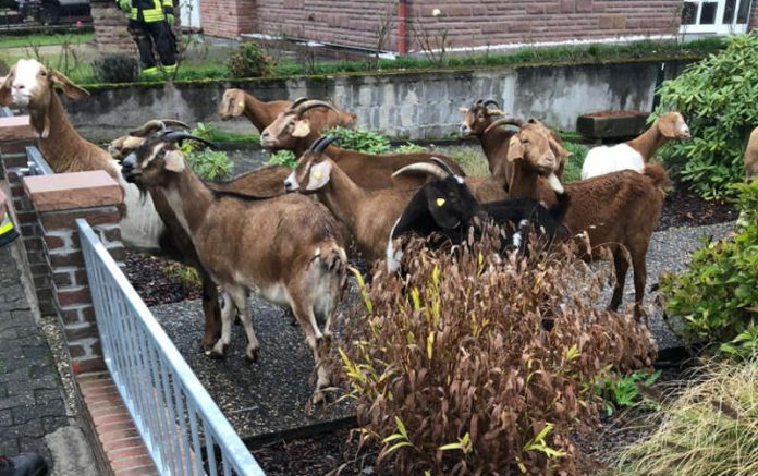 Die freilaufenden Ziegen in einem Vorgarten (Foto: Presseteam der Feuerwehr VG Lambrecht)
