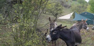 Eselbeweidung in Grünstadt (Foto: Kreisverwaltung Bad Dürkheim)