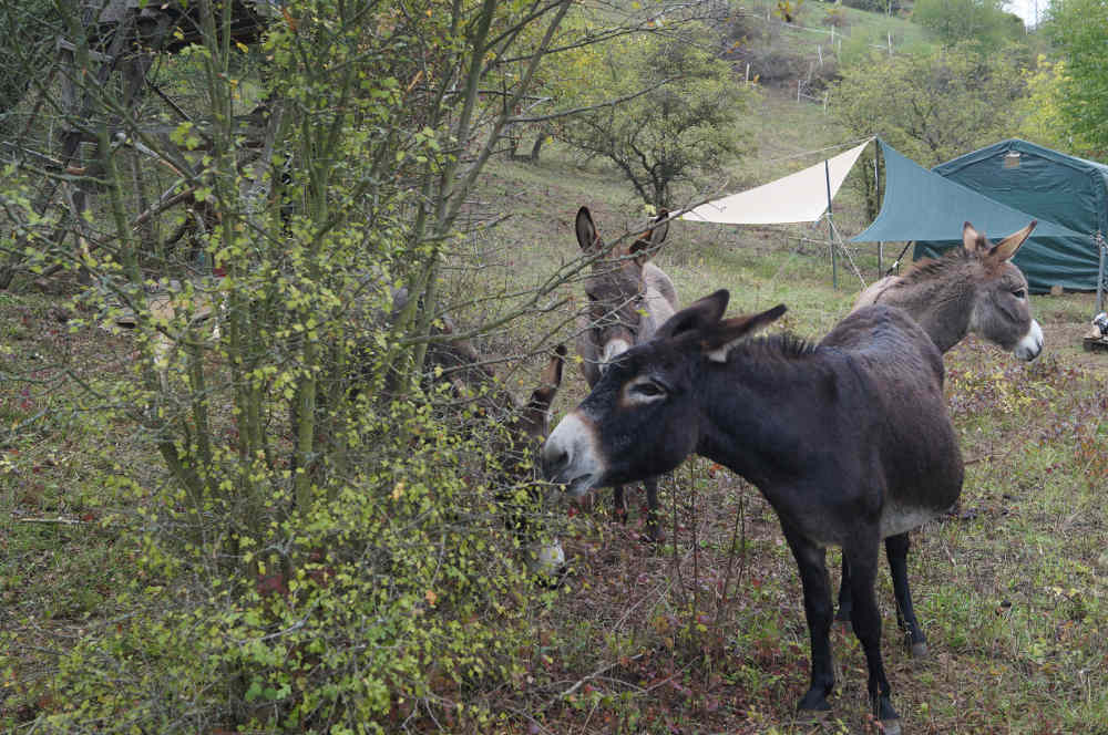 Eselbeweidung in Grünstadt (Foto: Kreisverwaltung Bad Dürkheim)