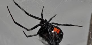 Schwarze Witwe (Foto: Markus Oulehla)