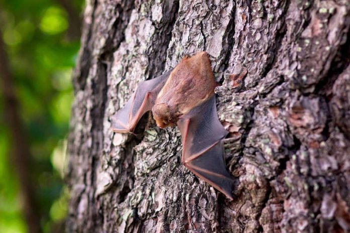 Fledermaus (Foto: Pixabay) Fledermaus (Foto: Pixabay)
