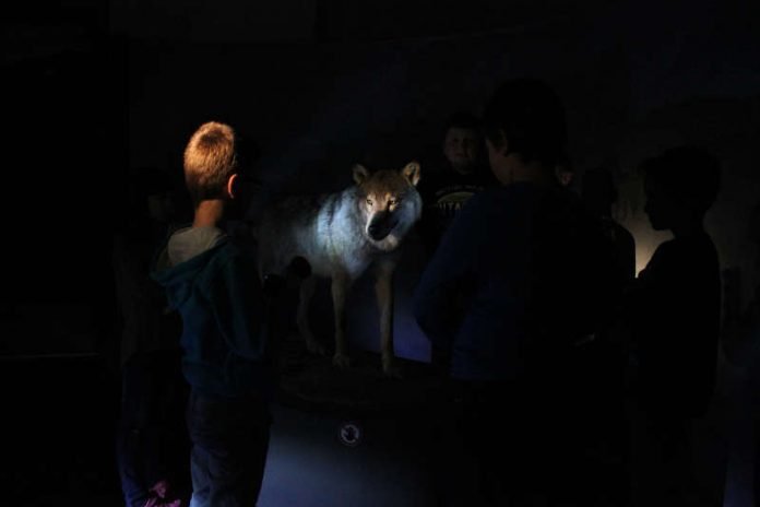 Museumsnacht (Foto: Pfalzmuseum für Naturkunde) Museumsnacht (Foto: Pfalzmuseum für Naturkunde)