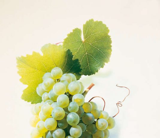Riesling (Quelle: Faber & Partner)