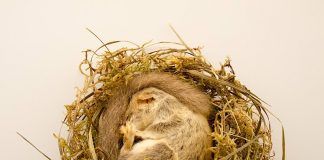 Siebenschläfer in der neuen Dauerausstellung des Pfalzmuseums (Foto: Pfalzmuseum für Naturkunde)
