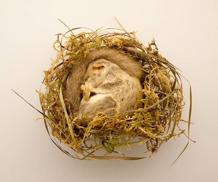 Siebenschläfer in der neuen Dauerausstellung des Pfalzmuseums (Foto: Pfalzmuseum für Naturkunde) Siebenschläfer in der neuen Dauerausstellung des Pfalzmuseums (Foto: Pfalzmuseum für Naturkunde)