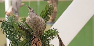 Fichtenkreuzschnäbel im Pfälzerwald-Raum der neuen Dauerausstellung. (Foto: Pfalzmuseum)