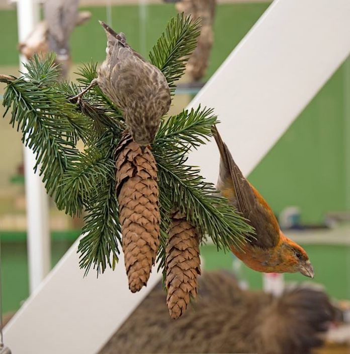 Fichtenkreuzschnäbel im Pfälzerwald-Raum der neuen Dauerausstellung. (Foto: Pfalzmuseum)