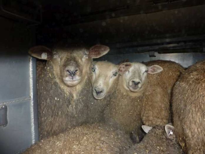 Dicht gedrängte Schafe im Laderaum eines Transporters
