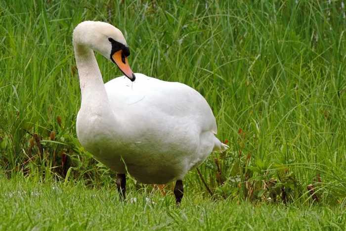 Symbolbild, Schwan, Hoeckerschwan, Boeschung, Wiese © Hans Benn on pixabay