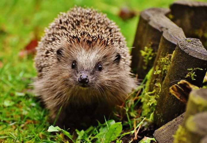 Symbolbild Igel Symbolbild, Tiere, Igel, Laub, Wiese (pxhere)