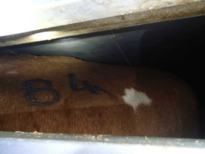 Tiertransporter mit zwei Ebenen - Rinder hatten zu wenig Platz Tiertransporter mit zwei Ebenen - Rinder hatten zu wenig Platz