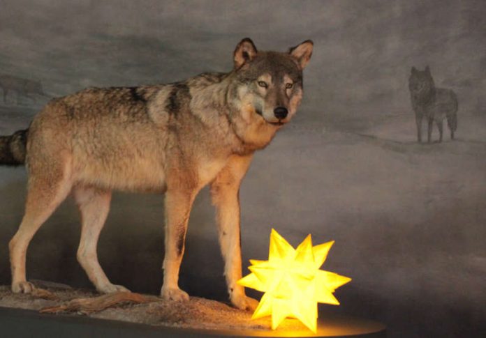 Weihnachtsmarkt im Pfalzmuseum (Foto: Pfalzmuseum für Naturkunde)