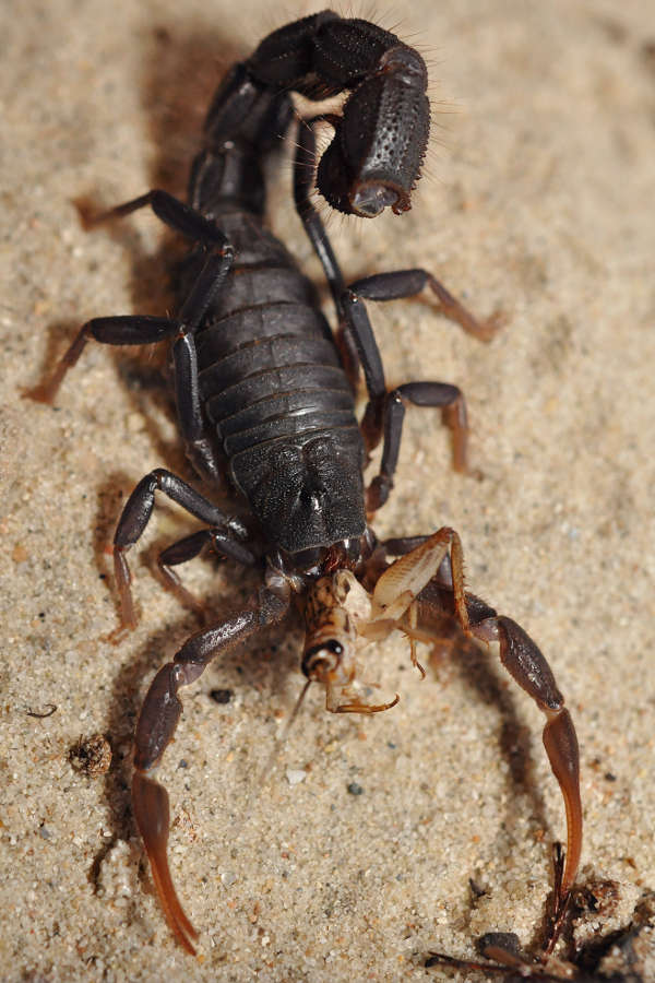 Fressender Skorpion (Foto: Markus Oulehla)