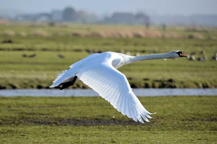 Symbolbild, Tiere, Schwan, Wiese, fliegt über Boden © on pixabay