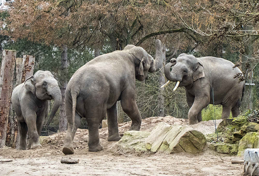 Elefanten Yadanar, Tarak und Ludwig (v.l) im Zoo Heidelberg (Foto: Susi Fischer/Zoo Heidelberg)