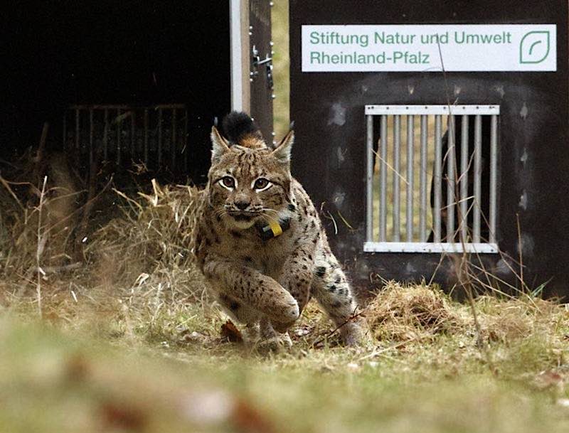 Luchs Juri (Foto: Cornelia Arens/KlickFaszination/SNU RLP)