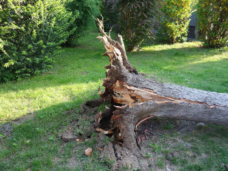 Symbolbild umgestürzter Baum (Foto: Pixabay/Rupert Kittinger-Sereinig)