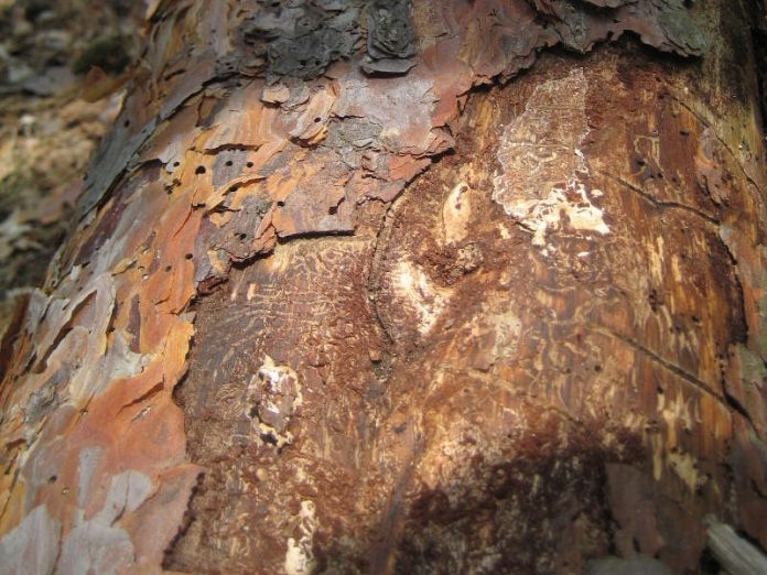 Zunehmende Fraßschäden von Borkenkäfern an Kiefern – Folge des Klimawandels? (Foto: Pfalzmuseum für Naturkunde)