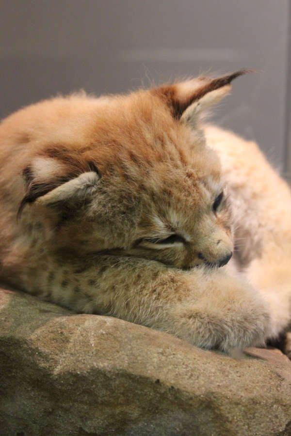 Wieder heimisch im Pfälzerwald: der Luchs (Foto: Pfalzmuseum für Naturkunde)