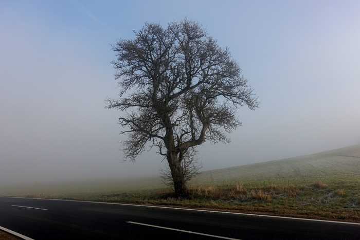 Symbolbild, Straße, Baum, Morgennebel, Winter, Glatteis, Frost, Kalt, Glatt, Rutschgefahr © Jorge Guillen on pixabay