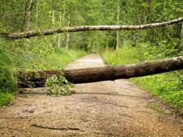 Symbolbild, Sturm, Baum, Schaden, Wald, Weg, Straße © on pixabay