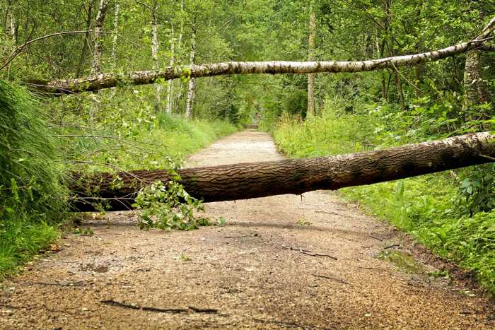 Symbolbild, Sturm, Baum, Schaden, Wald, Weg, Straße © on pixabay