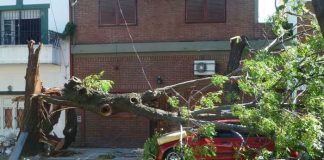 Symbolbild, Sturm, Schaden, Baum, rotes Auto, Autodach (pxhere)