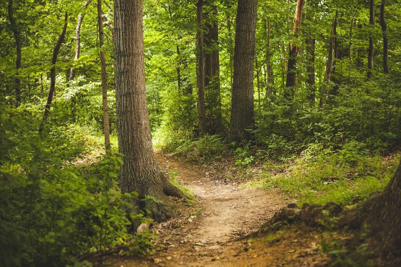 Symbolbild Wald (Foto: Pixabay/Pexels)