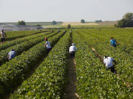 Erntehelferinnen und Erntehelfer werden dringend gesucht. Die Erdbeerernte soll in zwei bis drei Wochen beginnen. (Foto: Steegmüller Erdbeergärten)