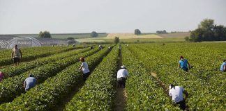 Erntehelferinnen und Erntehelfer werden dringend gesucht. Die Erdbeerernte soll in zwei bis drei Wochen beginnen. (Foto: Steegmüller Erdbeergärten)