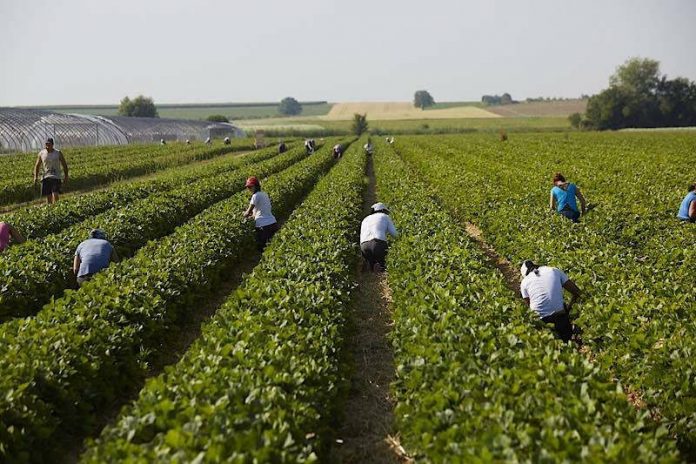 Erntehelferinnen und Erntehelfer werden dringend gesucht. Die Erdbeerernte soll in zwei bis drei Wochen beginnen. (Foto: Steegmüller Erdbeergärten)