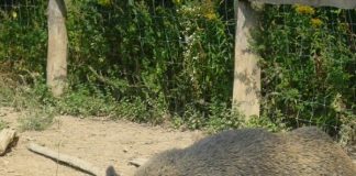 Wildschwein in Freiluft-Gehege (Foto: Hannes Blank)