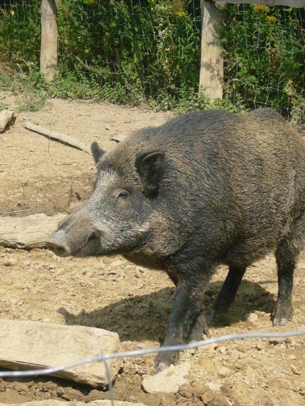 Wildschwein in Freiluft-Gehege (Foto: Hannes Blank)