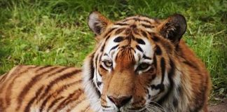 Symbolbild Tiger (Foto: Holger Knecht)