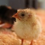 Frisch geschlüpftes Hühnerküken – noch `nicht ganz trocken hinter den Ohren´ aber schon aufgeweckt und neugierig. (Foto: Pfalzmuseum für Naturkunde)