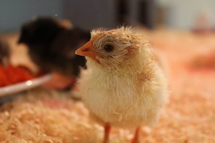 Frisch geschlüpftes Hühnerküken - noch `nicht ganz trocken hinter den Ohren´ aber schon aufgeweckt und neugierig. (Foto: Pfalzmuseum für Naturkunde) Frisch geschlüpftes Hühnerküken - noch `nicht ganz trocken hinter den Ohren´ aber schon aufgeweckt und neugierig. (Foto: Pfalzmuseum für Naturkunde)