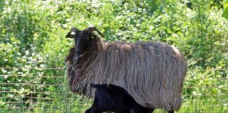 Landschaftspfleger und Lieferanten hochwertigen und leckeren Fleisches: Schafe und Lämmer auf den Wiesen des Pfälzerwalds (Foto: Biosphärenreservat/Norman P. Krauß)