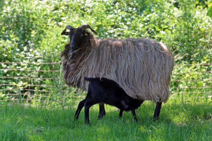 Landschaftspfleger und Lieferanten hochwertigen und leckeren Fleisches: Schafe und Lämmer auf den Wiesen des Pfälzerwalds (Foto: Biosphärenreservat/Norman P. Krauß)