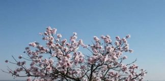 Mandelblüten (Foto: i-Punkt Kallstadt)