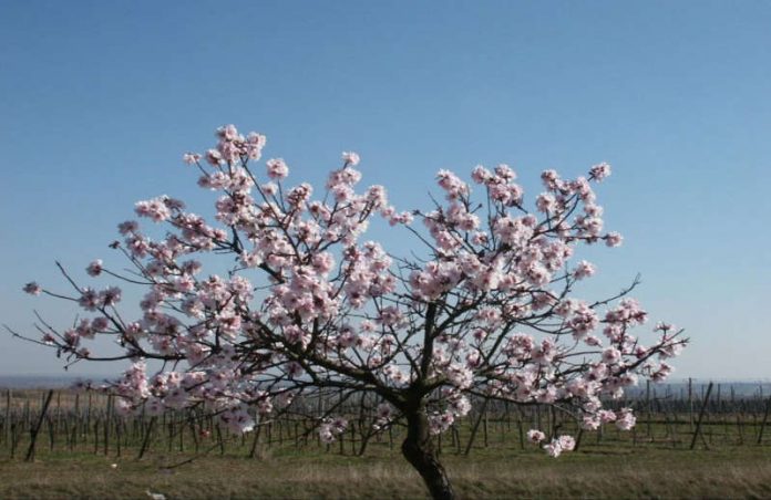 Mandelblüten (Foto: i-Punkt Kallstadt)