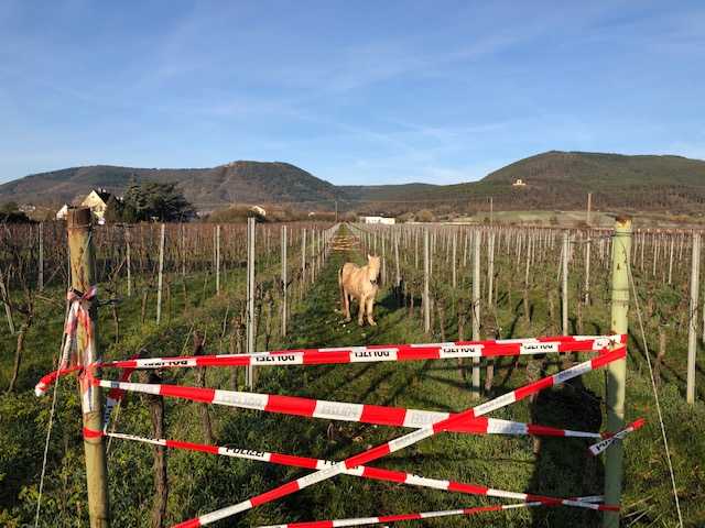 Pony mittels Absperrband eingezäunt