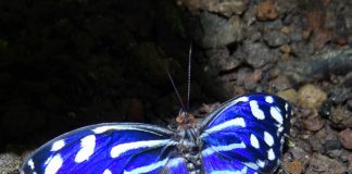 Schmetterling (Foto: Stadtpark Mannheim gGmbH)