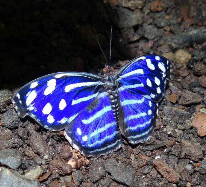 Schmetterling (Foto: Stadtpark Mannheim gGmbH)