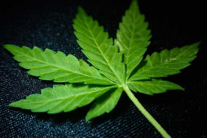 Symbolbild, Drogen, Marihuana, Einzelnes Blatt © on Pixabay