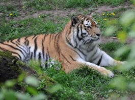 Tiger (Foto: Stadt Landau in der Pfalz)