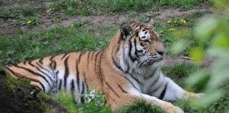 Tiger (Foto: Stadt Landau in der Pfalz)