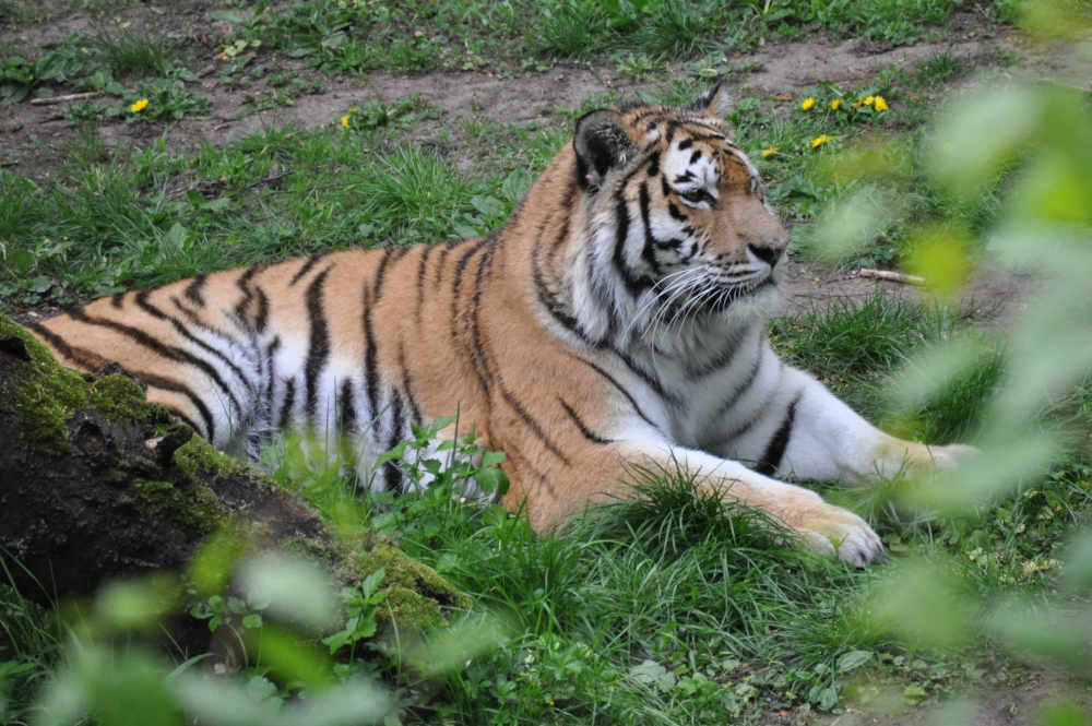 Tiger (Foto: Stadt Landau in der Pfalz)