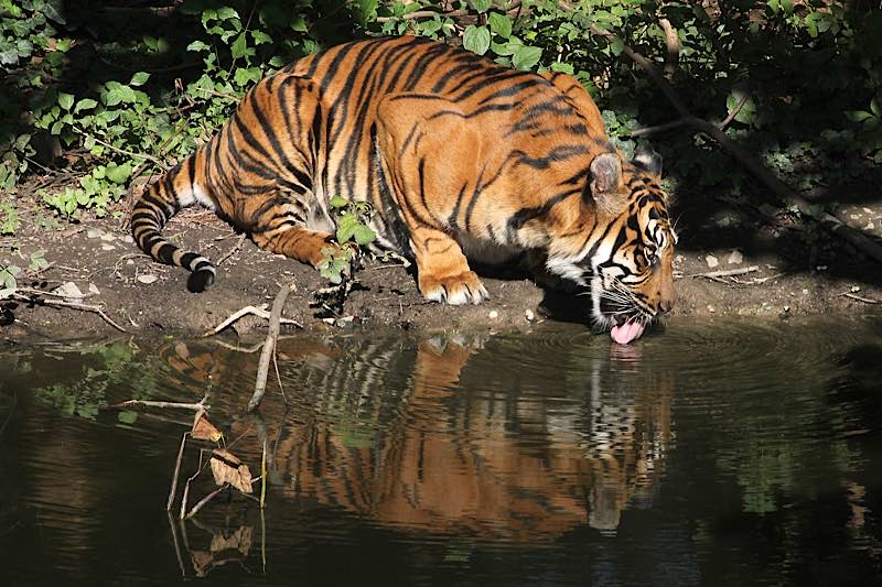 Tigerin MALEA (Foto: Matthias Besant)