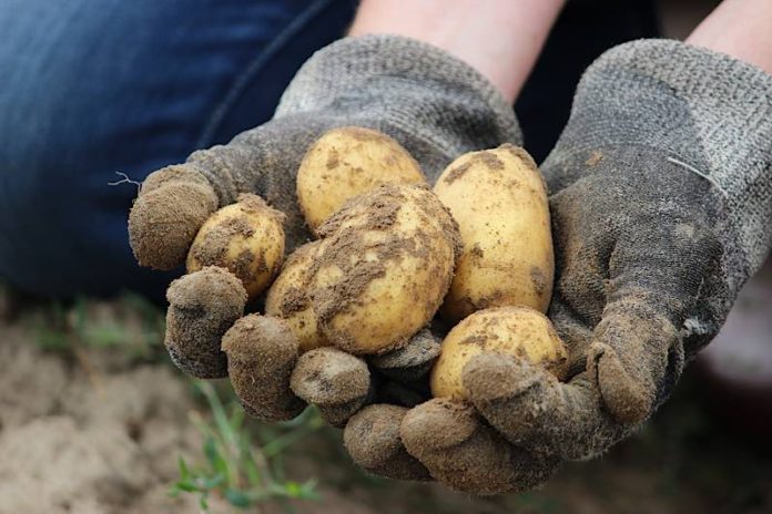 Symbolbild Kartoffeln Feld Ernte (Foto: Pixabay/Günter Rupprich)