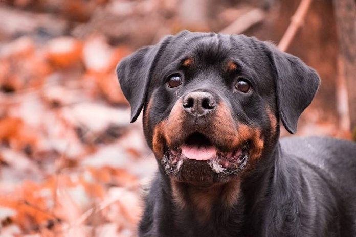 Symbolbild Rottweiler (Foto: Pixabay/Rebecca Schönbrodt-Rühl)